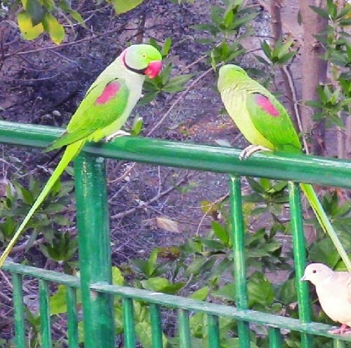 Alexandrine Parakeet