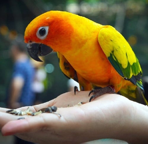 Napkukorica papagáj