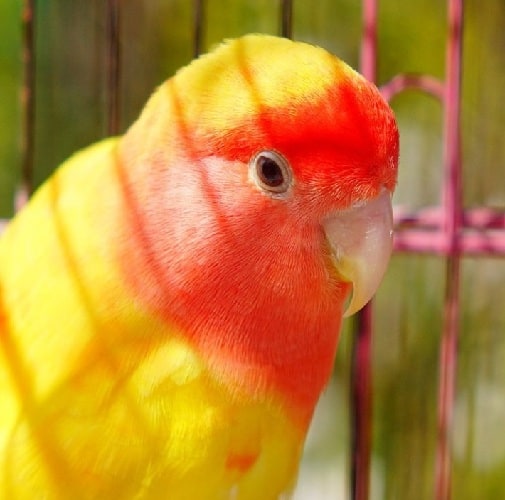Lovebird