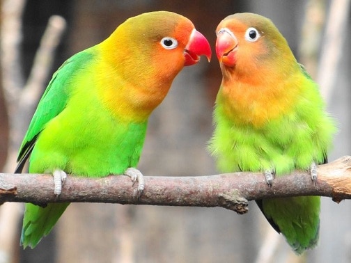 Lovebird