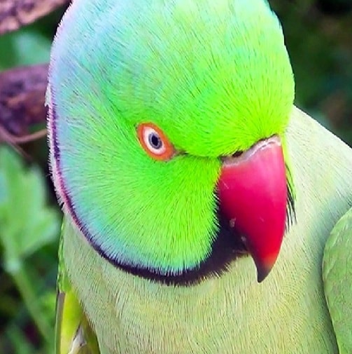 Rózsagyűrűs papagáj