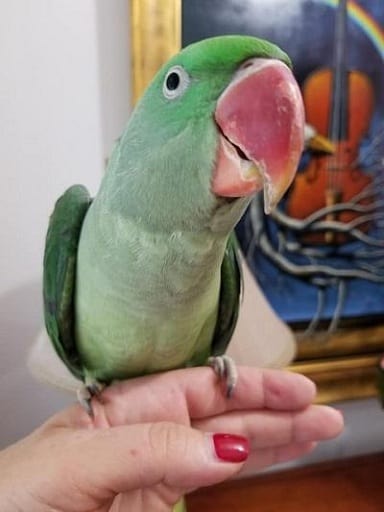 Alexandrine Parakeet
