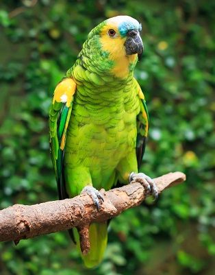 Amazon papegøjer