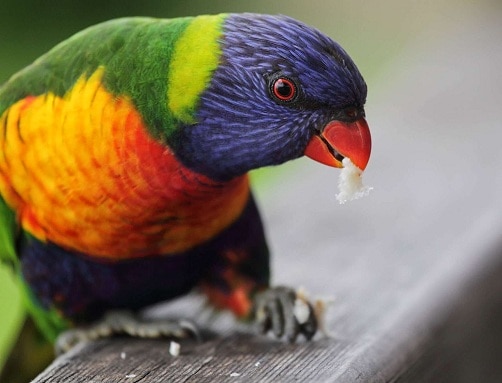 Rainbow Lorikeet