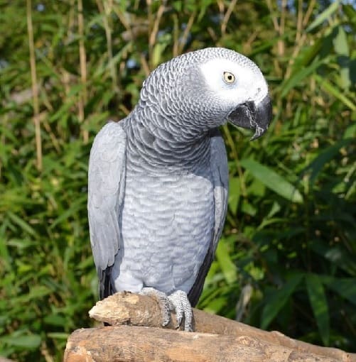 Afrikai szürke papagájok