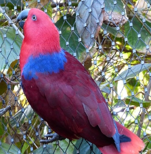 Eclectus