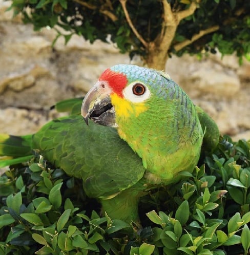 Amazon papegøjer