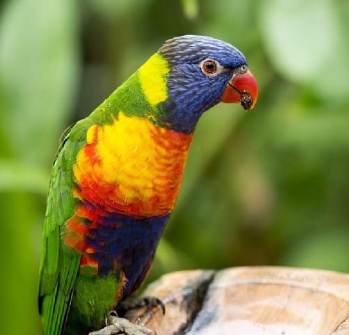 Rainbow Lorikeet