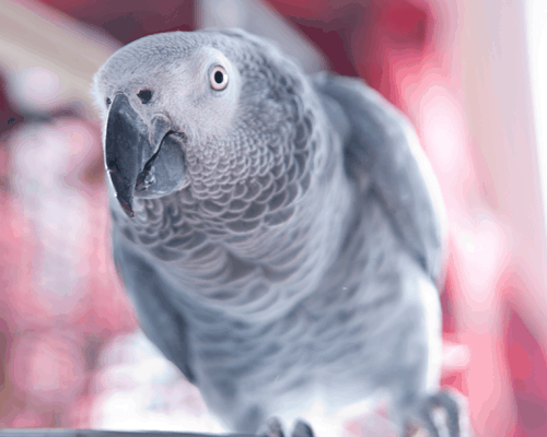 Afrikansk grå papegøjer