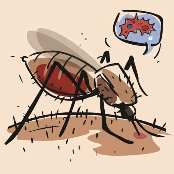 jogorvoslatok a dengue -láz otthoni kezelésére