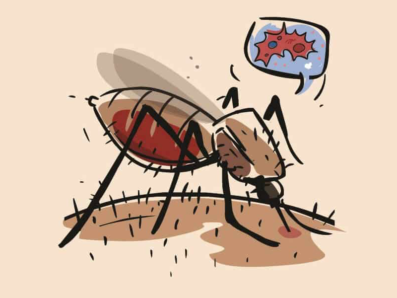 Hjemmemedicin mod Dengue Feber