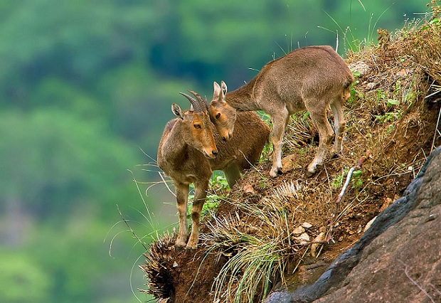 eravikulam-nemzeti-park_munnar-turista-helyek