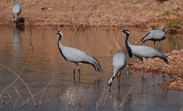 ørken-nationalpark_jaisalmer-turist-steder