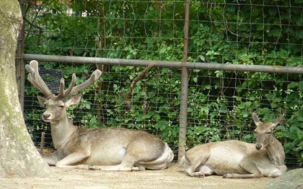 dachigam-national-park_kashmir-turist-steder