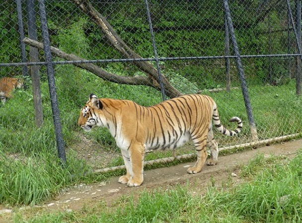 tiger-view-jungle-camp_mussoorie-turist-steder