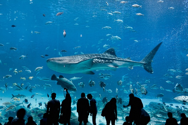 dubai-akvárium_dubai-turista-helyek