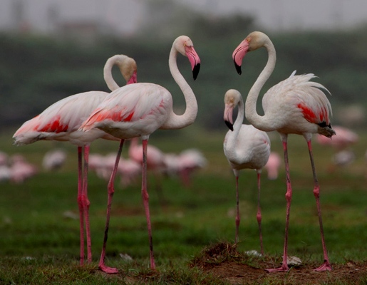 Dhumkal Nemzeti Park