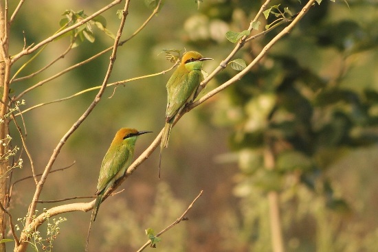 Kanwar Lake Bird Sanctuary