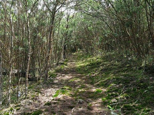 bryllupsrejse steder i kodaikanal