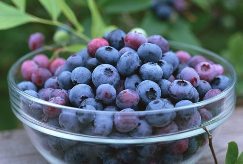 frugt at spise, når gravide blåbær