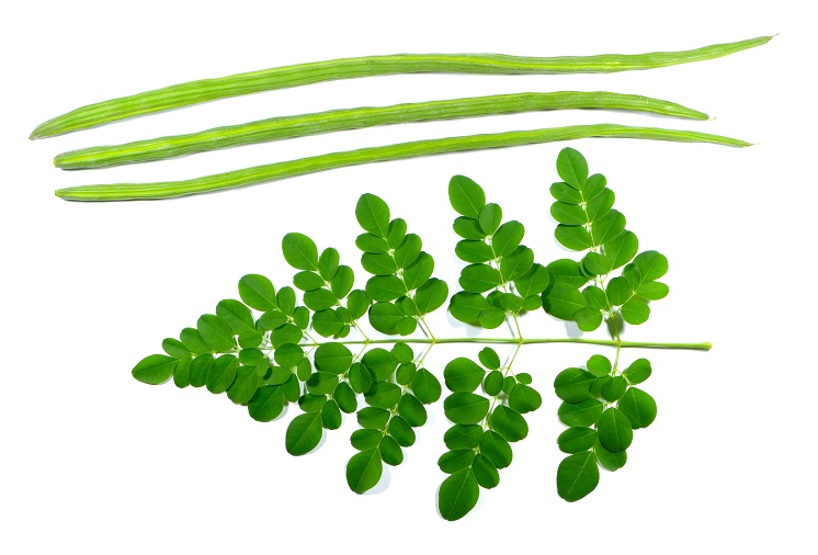 A moringa oleifera por előnyei