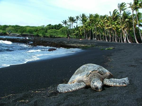 palmuja maailman kauneimpia rantoja Havaijikilpikonna
