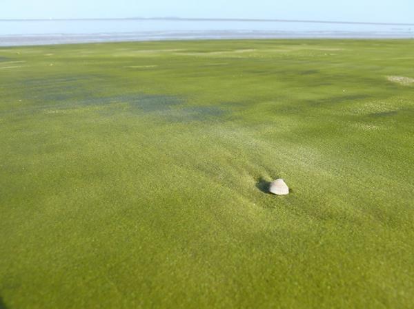 kotilo maailman kauneimmat rannat vihreä hiekka Guyana