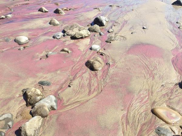 hiekkarannat maailmanlaajuisesti kalifornia violetti