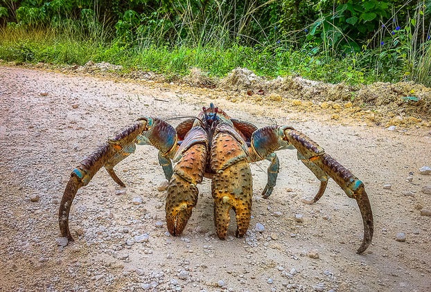 store-nicobar-biosfære-reserve_andaman-turist-steder