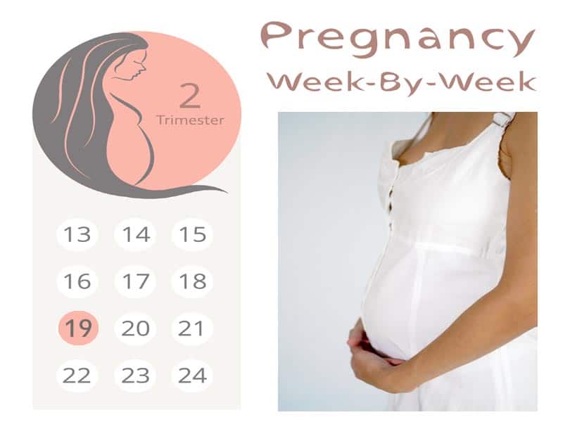19 uger gravid