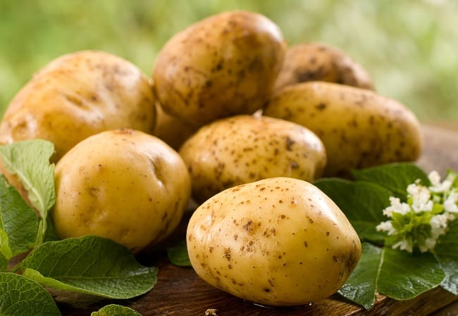 Kartoffelfoder med et højt indhold af opløselige fibre
