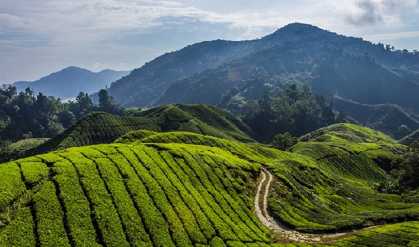 cameron-highlands_malaysia