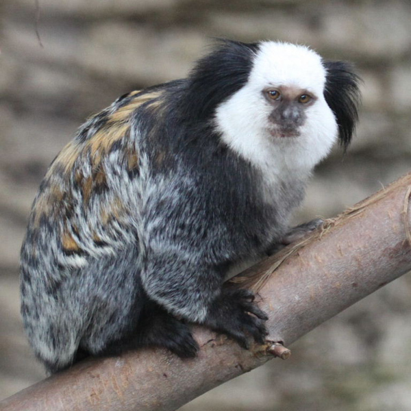 Marmoseter