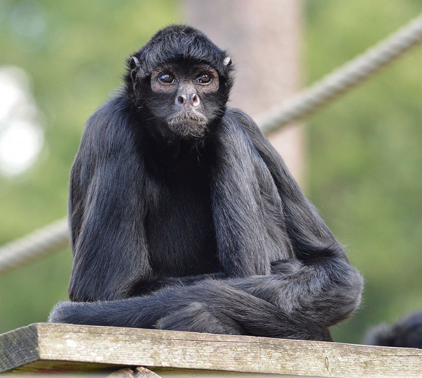 Spider Monkeys