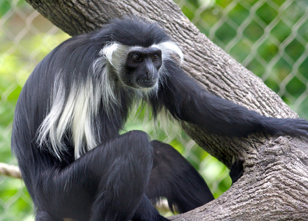 Colobus abe