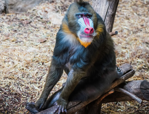 Mandrill abe