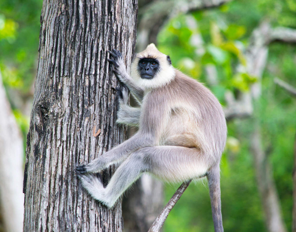 Langurs