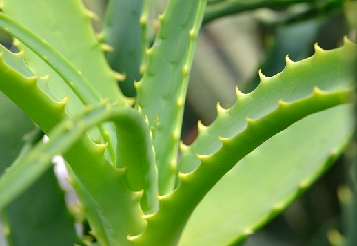 aloe vera til mørke rande