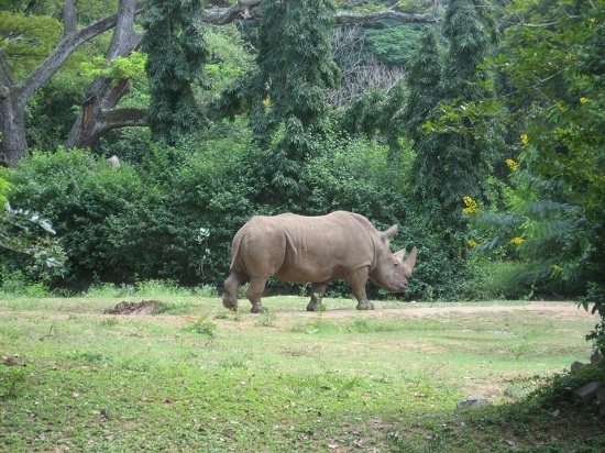 Regionalt naturhistorisk museum, Mysore