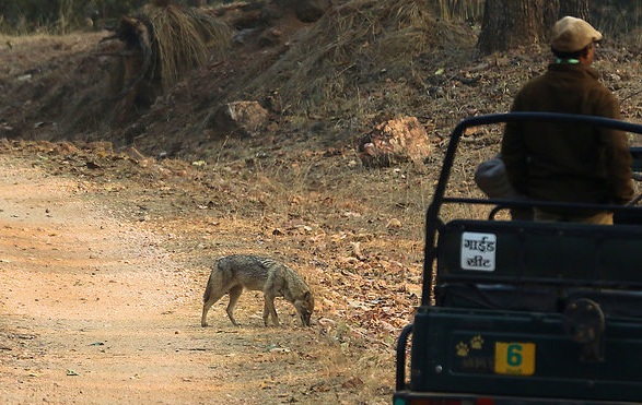 Pench National Park