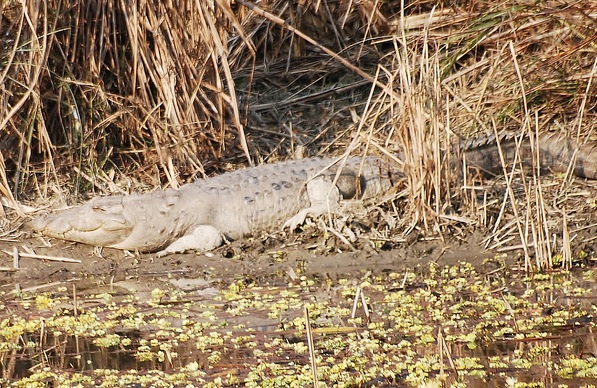 Chinnar Nemzeti Park