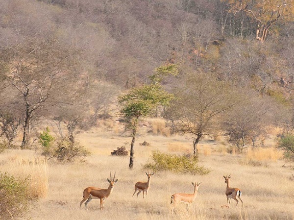 Madhav Nemzeti Park