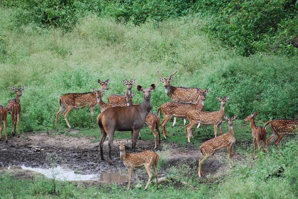 Indravati Nationalpark