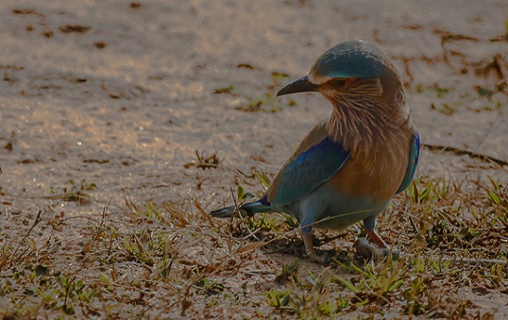 naturreservater i indien