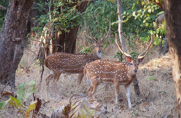 naturreservater i indien