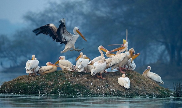 naturreservater i indien