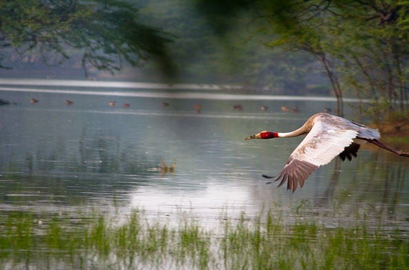 naturreservater i indien