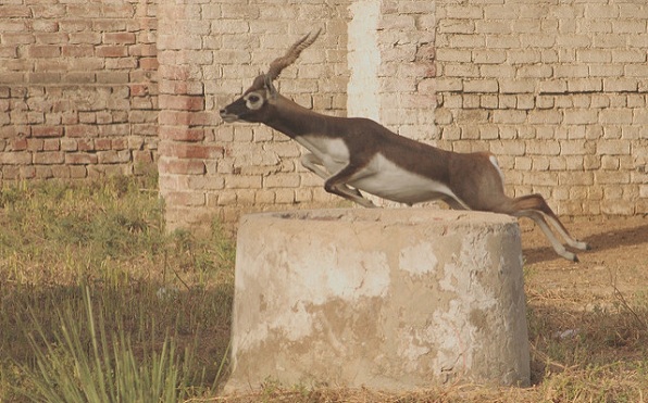 vadon élő állatok szentélyei Indiában