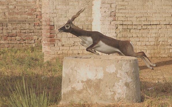 naturreservater i indien