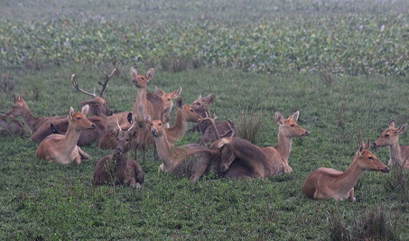 naturreservater i indien